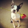boston-terrier-holding-rose-in-mouth.jpg