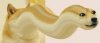 DOge.jpg