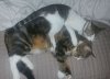 cats.jpg