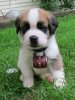bella pup.jpg