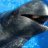 EA_Whale